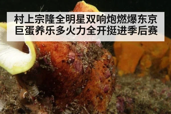 村上宗隆全明星双响炮燃爆东京巨蛋养乐多火力全开挺进季后赛